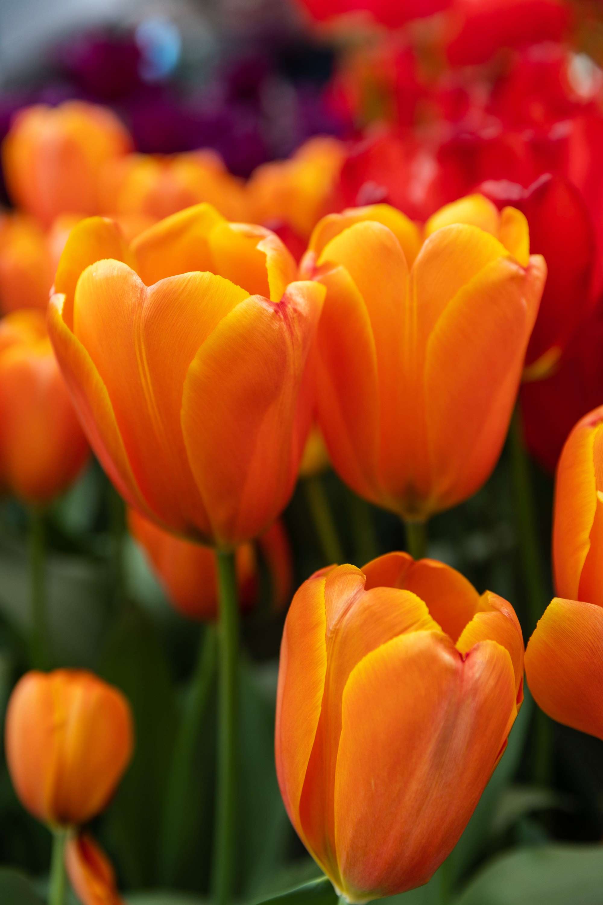 Tulpe 'Triple A'